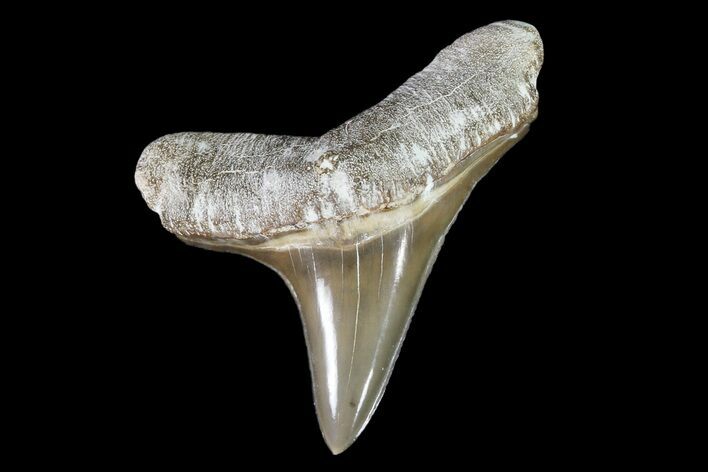 Cretaceous Cretoxyrhina Shark Tooth - Kansas #93792
